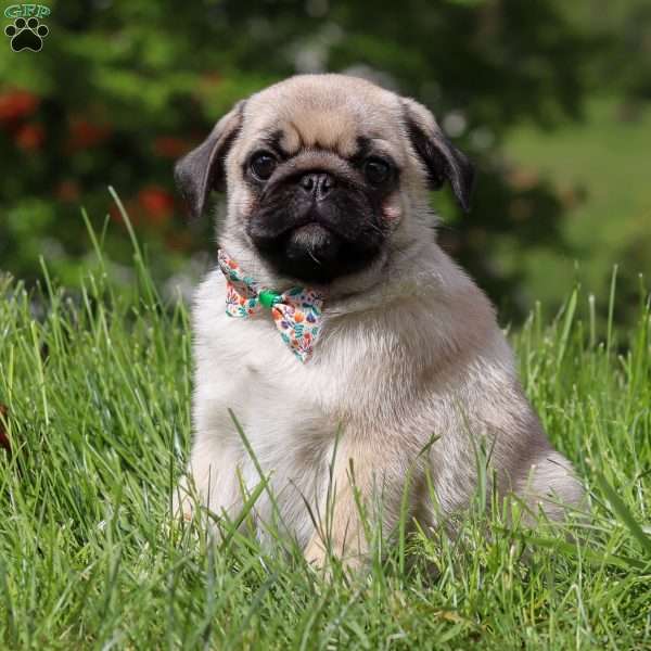 Duke, Pug Puppy
